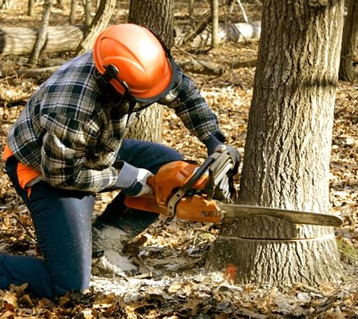 Tree Removal in Fairfield, ME